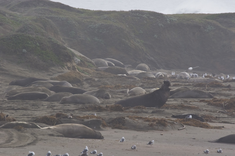 Northern Elephant Seals On Beach